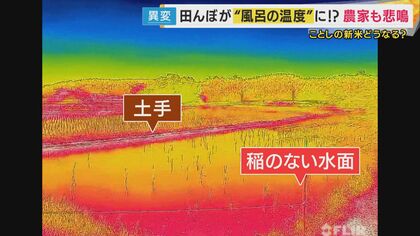 【今年の新米は大丈夫なのか不安の声、】「お風呂の温度」田んぼの水温40度超え！　早すぎる猛暑で稲が窒息死